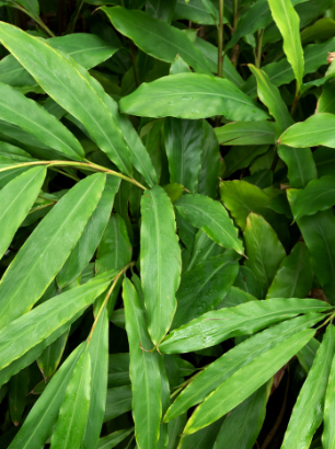 Microbiome Prebiotics Face Mist