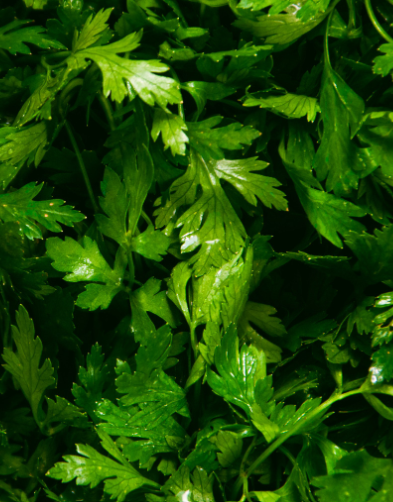 Light Moisturising Day Cream