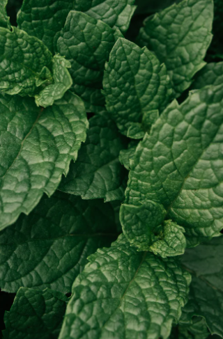 Microbiome Prebiotics Face Mist