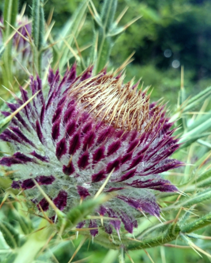 Light Moisturising Day Cream