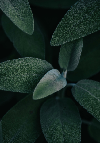 AHA Peeling Concentrate