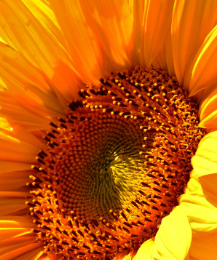 Brightening Eye Cream